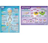 DNA and Cell Structure Posters - Set of 2 | Ciencia Posters | Papel brillante de 850 mm x 594 mm (A1) | Gráficas de Ciencia para el Aula | Gráficas de Educación por Daydream Education