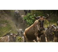 Documentary - Wild Life Africa Dai Savanna Gnu 100 Man To Oyako De Kesshi No Daiido [Japan DVD] NSDS-18325