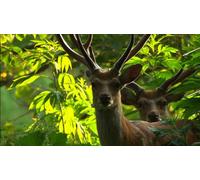 Documentary - Wild Life Sekai Shizen Isan Shiretoko Tsuno Ga Tsunagu! Ezoshika Inochi No Monogatari [Japan DVD] NSDS-18332