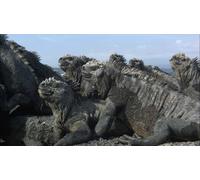 Documentary - Wild Life Shinka No Shima Garapagosu Umiiguana Yutakana Umi Ni Oyogidase [Japan DVD] NSDS-18329