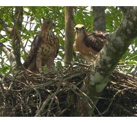 Documentary - Wild Life Tonan Asia Borneo Karei! Komyo! Tori Tachi No Kuchu Hunting [Japan DVD] NSDS-18337