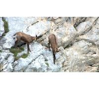 Documentary - Wild Life Tuo No Hikyo Tara Keikoku Dangai Ni Yasei Wo Mita [Japan DVD] NSDS-18328