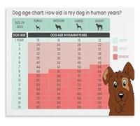 Dog Age Chart Infographic Canvas Poster Wall-Art Human Dog Years Comparison for Home Bedroom Decor(Unframed,12x18inch(30x45cm))