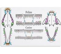 Dog Cat Anatomy Educational Poster Veterinary Clinic Decor