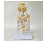 Dog Hip Joint Skeleton Model, Canine Hip with Femur, Animal Skeleton Canine Pet Veterinary Teaching