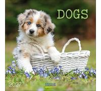 Dogs 2027: Broschürenkalender mit Ferienterminen. Hunde und Welpen. 30 x 30 cm