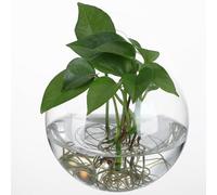 DOITOOL 4 Piezas Maceteros de Pared de Vidrio Transparente Estación de Propagación Colgante Redonda para Plantas de Agua y Terrarios Decorativos para Interior y Hogar