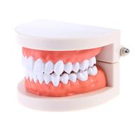 DOITOOL Herramienta Didáctica Base Fija y Planificación de Tratamientos Modelo de Dientes para Demostración Estándar de Pvc y Tamaño Compacto para Enseñanza Dental