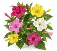 Don Diego de Noche Variado Semillas para Cultivo Doméstico DECOALIVE | Mirabilis Jalapa con Flores Rojas, Rosas, Blancas o Amarillas
