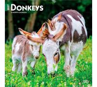 Donkeys - Esel 2027 - 16-Monatskalender: Original BrownTrout-Kalender [Mehrsprachig] [Kalender] (Donkeys | 2027 12 x 24 Inch (Hanging) Monthly Square ... Plastic-Free | BrownTrout | Domestic Animals)