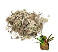 Dorccsi Musgo Sphagnum seco Spagnum Musgo seco para Ropa de Cama de Reptiles y Suministros para Mascotas terrario 150g