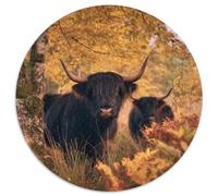 Dos toros juguetones de Las Tierras Altas en un Bosque otoñal 1000pcs (67.5x67.5cm) Puzzle Adecuado para Adultos Y Multitud Mayores De 14 Años