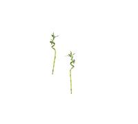 Dos Unidades de BAMBÚ de la SUERTE Natural Ideal para Decorar