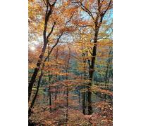 Dotted Notebook Forest: especially dotted for writing Chinese and Japanese