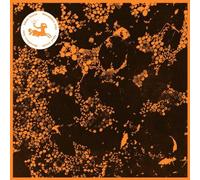 Downliners Sekt Silent Ascent (CD) Album Digipak (Importación USA)