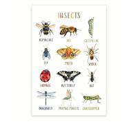 DPURPIWADY Kids Insects Learning Poster, Bugs Species Identification Educational Chart, Science Classroom & Homeschool Biology Resource(Unframed,16x24inch(40x60cm))