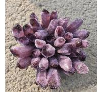 DPURPIWADY Purple Ghost Phantom Quartz Crystal Cluster Rock Stones and Crystals Home Ornaments (Size : 400-500g)