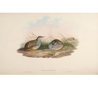 DQCJIYIGL Famoso Impresión Póster Imagen Hermoso Paisaje Animale Uccello Turnix Fasciata Turnix Suscitator Fasciata di John Gould para Decoración de Paredes 60x90cm
