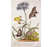 DQCJIYIGL Pinturas Famosas Carteles e Impresos Arte Della Tela Agapanthus Africanus Iris Variegata e una specie di Oxalis da Georg Dionysius Ehret para la Decoración del Hogar del Dormitorio 60x90cm