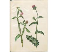 DQCJIYIGL Pinturas Famosas Carteles e Impresos Arte Della Tela Centaurea Seridis di Hans Simon Holtzbecker para la Decoración del Hogar del Dormitorio 60x90cm