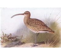 DQCJIYIGL Pinturas Famosas Carteles e Impresos Arte Della Tela Chiurlo Da Gli uccelli delle isole britanniche di Archibald Thorburn para la Decoración del Hogar del Dormitorio 60x90cm