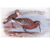 DQCJIYIGL Pinturas Famosas Carteles e Impresos Arte Della Tela Chiurlo piro piro da Birds of the British Isles di Archibald Thorburn para la Decoración del Hogar del Dormitorio 60x90cm