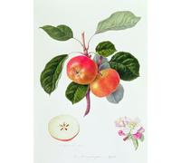 DQCJIYIGL Pinturas Famosas Carteles e Impresos Arte Della Tela il frutto Trumpington di William Hooker para la Decoración del Hogar del Dormitorio 60x90cm