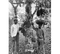 DQCJIYIGL Pinturas Famosas Carteles e Impresos Arte Della Tela Jackfruit di Adolphe Duperly e figlio para la Decoración del Hogar del Dormitorio 60x90cm
