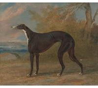 DQCJIYIGL Pinturas Famosas Carteles e Impresos Arte Della Tela Uno dei levrieri vincitori di George Lane di George Garrard para la Decoración del Hogar del Dormitorio 60x90cm