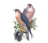 DQCJIYIGL Pinturas Famosas Lienzo con Imagen Cuadro Pared Lienzo Animale Uccello Falco pellegrino Falco Peregrinus Babylonicus Sclater di John Gould para la Decoración de la Sala de Estar 60x90cm