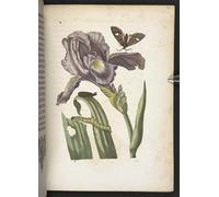 DQCJIYIGL Pinturas Famosas Lienzo con Imagen Cuadro Pared Lienzo la meravigliosa trasformazione del bruco e lo strano cibo per fiori di Maria Si para la Decoración de la Sala de Estar 60x90cm
