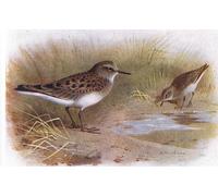 DQCJIYIGL Pinturas Famosas Lienzo con Imagen Cuadro Pared Lienzo Temminck Stint da Birds of the British Isles di Archibald Thorburn para la Decoración de la Sala de Estar 60x90cm
