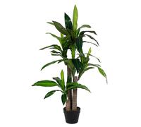 Dracaena Planta C-Pot 65Hojas H110