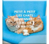 Draeger Paris 1886 - Imán con imán de Gato pequeño a pequeño, diseño de Gatos para Nevera y Mesa, Regalo para Amantes de los Gatos - Dimensiones 6,5 x 6,5 cm - Suavidad y Calor para el hogar