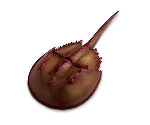 Dragón Fantasma | Colección de Dragones | Figura de Dragón Pintada a Mano | No tóxica y libre de BPA | Adecuada para niños de 3 años en adelante | Safari Ltd