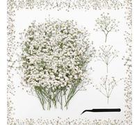 Dreamtop 100 Paniculata Preservada Flores Secas Natural con Pinzas