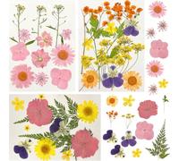 DRJCKOLOTH Flores Secas Naturales y Prensadas para Manualidades DIY, Tarjetas, Álbumes y Velas