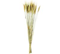 DRW Set de 12 Ramos de varas de Trigo Natural preservada en Beige 1x1x70 cm