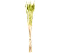 DRW Set de 12 Ramos de varas de Trigo Natural preservada en Verde 1x1x70 cm