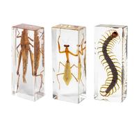 DRXRD 3 Kit de Taxidermia de Insectos, Insectos en Resina Transparente, Decoración de Especímenes Animales, para Exposición, Colección y Pisapapeles B