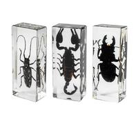 DRXRD 3 Kit de Taxidermia de Insectos, Insectos en Resina Transparente, Decoración de Especímenes Animales, para Exposición, Colección y Pisapapeles A