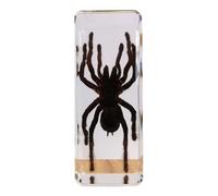 DRXRD Espécimen de Araña en Resina, Taxidermia de Tarántula Real de Alta Transparencia, Decoración Casera de Araña Ámbar, para Aula de Ciencias y Colección
