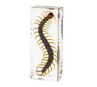 DRXRD Espécimen en Resina, Taxidermia Transparente de Insectos, Decoración de Insectos Ámbar, para la Enseñanza de Las Ciencias en el Aula de Ciencias, Colección y Pisapapeles Centipede
