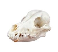 DRXRD Espécimen Natural del Cráneo del Perro, Huesos de Animales de Taxidermia, Decoración del Esqueleto de los Cráneos Reales, para Colecciones, Educación Científica, Decoración del Hogar