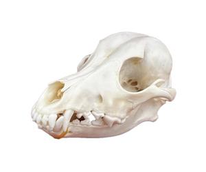 DRXRD Espécimen Natural del Cráneo del Perro, Huesos de Animales de Taxidermia, Decoración del Esqueleto de los Cráneos Reales, para Colecciones, Educación Científica, Decoración del Hogar
