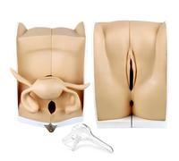 DRXRD Modelo de maniquí ginecológico femenino de tamaño real, modelo humano con estructura anatómica precisa para comprender la estructura y función del sistema reproductor femenino