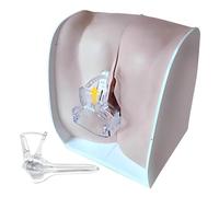 DRXRD Modelo Ginecológico Femenino Modelo Anatómico Genitales Femenina con Estructura Anatómica Precisa para Observar los Principios de Funcionamiento de los Órganos Internos