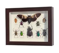 DRXRD Taxidermia de Insectos Mixtos para Decoración de Pared, Vitrina de Insectos Reales con Caja de Madera Enmarcada, para Colecciones y Comprensión de la Estructura de los Insectos