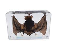 DRXRD Taxidermia de Murciélago Real, Espécimen de Murciélago en Resina Transparente, Adorno Artesanal de Murciélago, para Comprender la Estructura del Cuerpo del Murciélago L