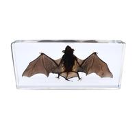 DRXRD Taxidermia de Murciélago Real, Espécimen de Murciélago en Resina Transparente, Adorno Artesanal de Murciélago, para Comprender la Estructura del Cuerpo del Murciélago M